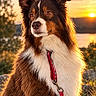 dog, border_collie, pet, animal, fluffy, brown_fur, white_fur, black_fur, portrait, sitting, outdoors, sunset, golden_hour, lake, hills, landscape, red_leash, long_hair, alert, nature