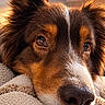 Punkee a rejoint le concours — aidez-le/la à gagner de superbes lots ! dog, canine, portrait, close_up, fluffy, brown_fur, white_markings, black_nose, eyes, ears, resting, blanket, cozy, indoor, warm_lighting, pet, muzzle, alert, cute, photography