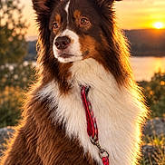 Punkee participe au concours pour gagner de l'argent avec cette photo : dog, border_collie, pet, animal, fluffy, long_hair, brown_and_white, portrait, outdoor, sunset, sunlight, landscape, mountains, lake, nature, leash, collar, sitting, alert, fur