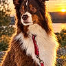 dog, border_collie, pet, animal, fluffy, long_hair, brown_and_white, portrait, outdoor, sunset, sunlight, landscape, mountains, lake, nature, leash, collar, sitting, alert, fur