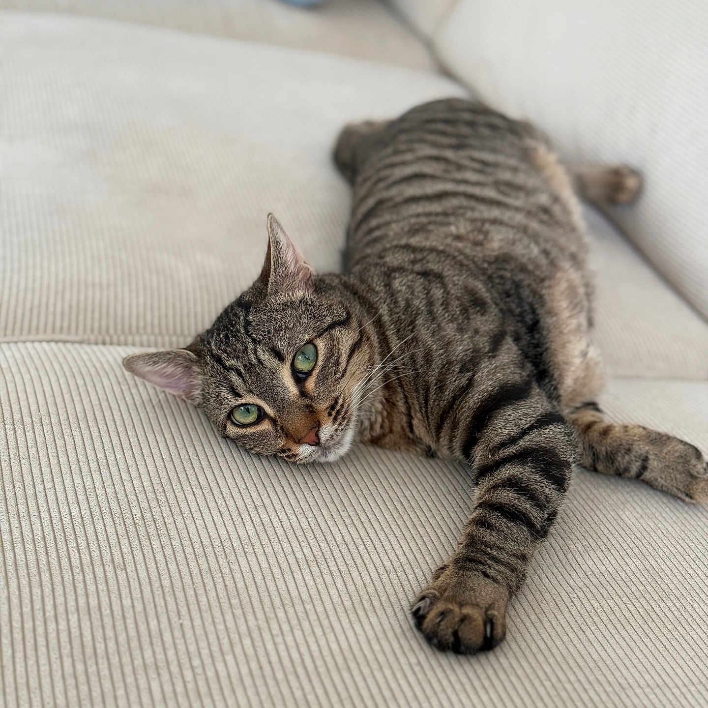 Iron participe au concours pour gagner de l'argent avec cette photo : abyssinian, animal, blanket, cat, couch, cushion, egyptiancat, furniture, homedecor, indoors, kitten, manx, person, pet, sleeping