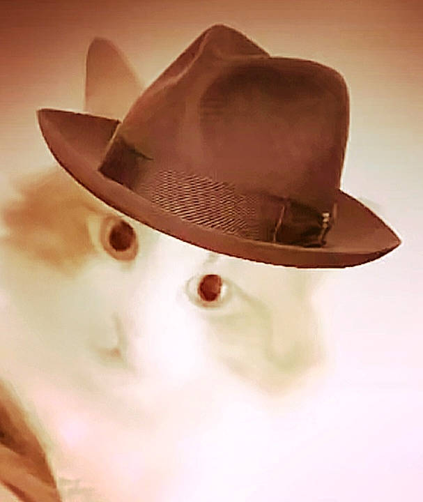 Cannabis participe au concours pour gagner de l'argent avec cette photo : bridal_accessory, cap, costume_accessory, costume_hat, cowboy_hat, eyelash, eyewear, fashion_accessory, fedora, flesh, fur, hair_accessory, hat, headgear, helmet, paper_product, personal_protective_equipment, sun_hat, sunglasses, toy