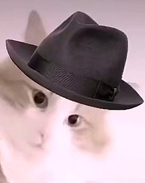 Cannabis a rejoint le concours — aidez-le/la à gagner de superbes lots ! cap, costume_accessory, costume_hat, cowboy_hat, electric_blue, eyelash, fashion_accessory, fedora, hat, headgear, monochrome, monochrome_photography, sun_hat