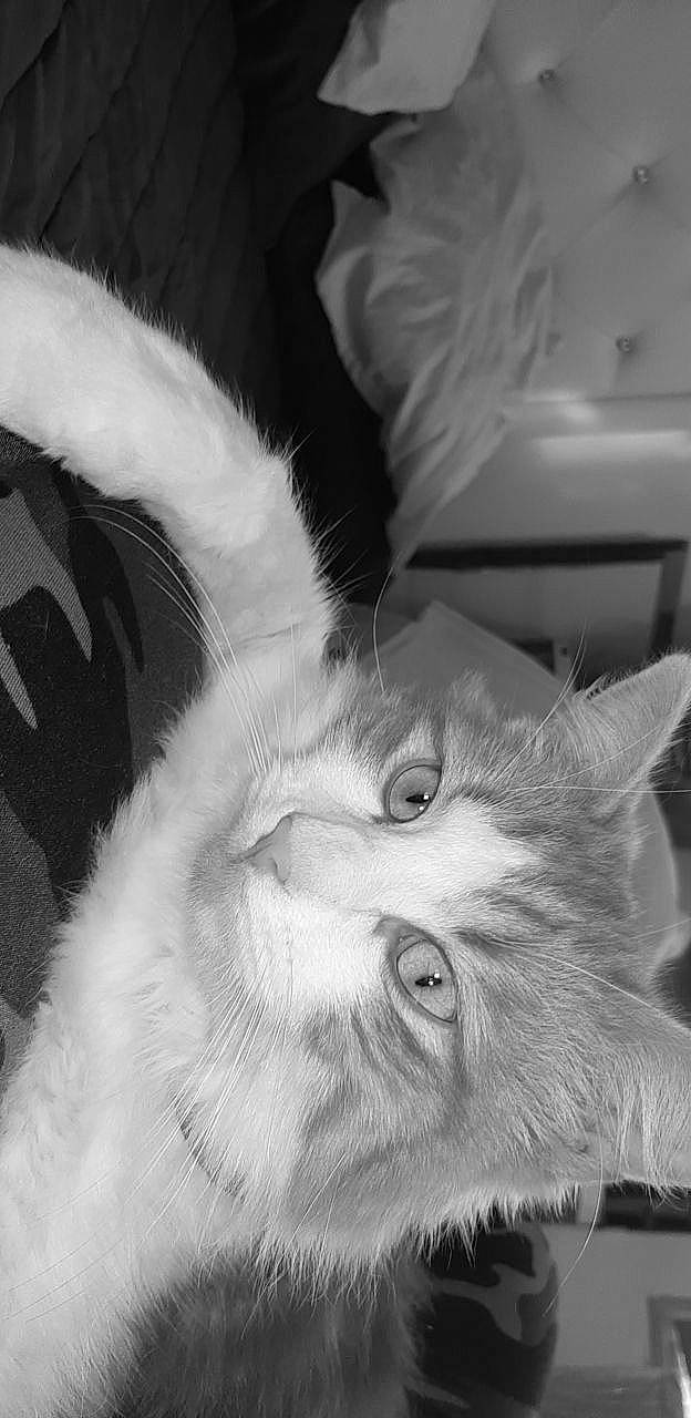 Cannabis participe au concours pour gagner de l'argent avec cette photo : black_and_white, carnivore, cat, domestic_short_haired_cat, ear, eye, felidae, fur, hair, head, iris, monochrome, monochrome_photography, nose, plant, small_to_medium_sized_cats, snout, style, whiskers, white