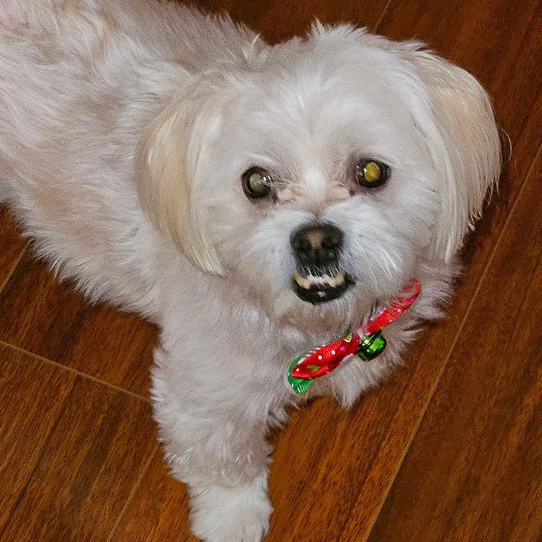 Coco is registered to the contest to win money with this photo: dog, white_dog, pet, bow_collar, festive, wooden_floor, indoor, cute, small_dog, fur, animal, companion, lying_down, looking_up, teeth, adorable, domestic_animal, friendly, house_pet, canine