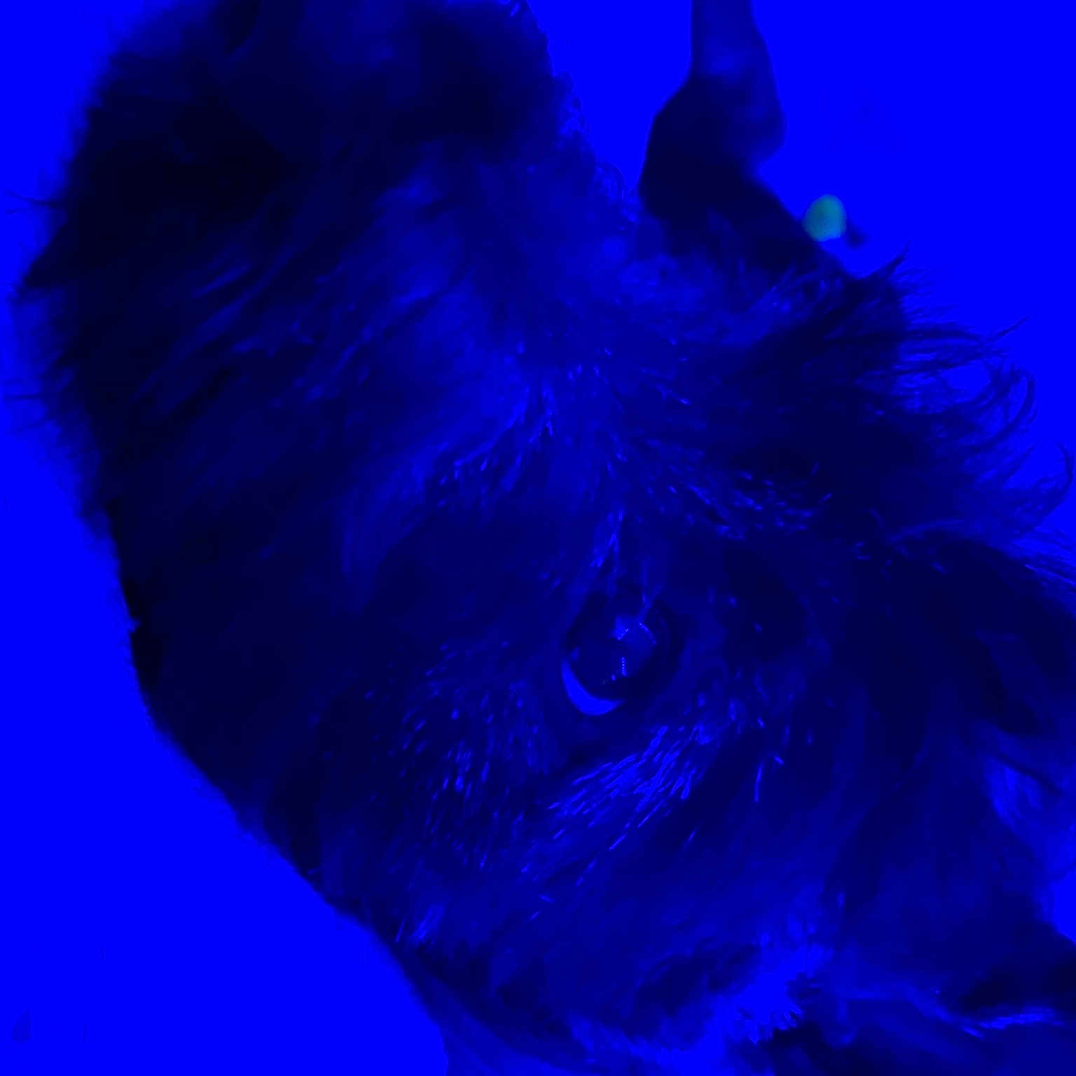Stark joined the competition — help win amazing prizes! art, azure, blue, darkness, electric_blue, entertainment, event, fashion_accessory, feather, freezing, fur, magenta, purple, tail, transparent_material, wing, winter