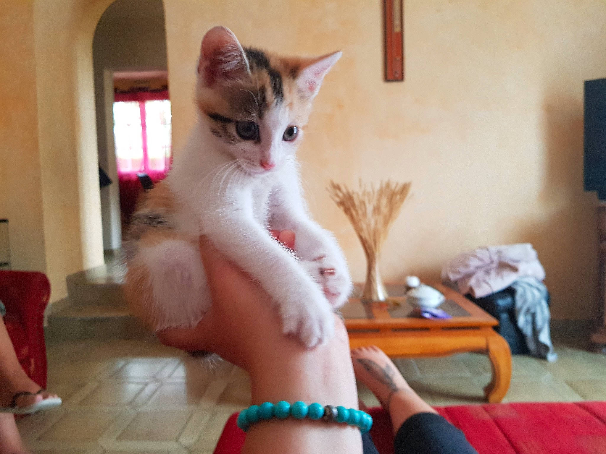 Praline participe au concours pour gagner de l&#x27;argent avec cette photo : aegean_cat, asian, carnivore, cat, colorpoint_shorthair, domestic_short_haired_cat, fawn, felidae, javanese, kitten, leg, mammal, ojos_azules, oriental_shorthair, small_to_medium_sized_cats, tail, whiskers