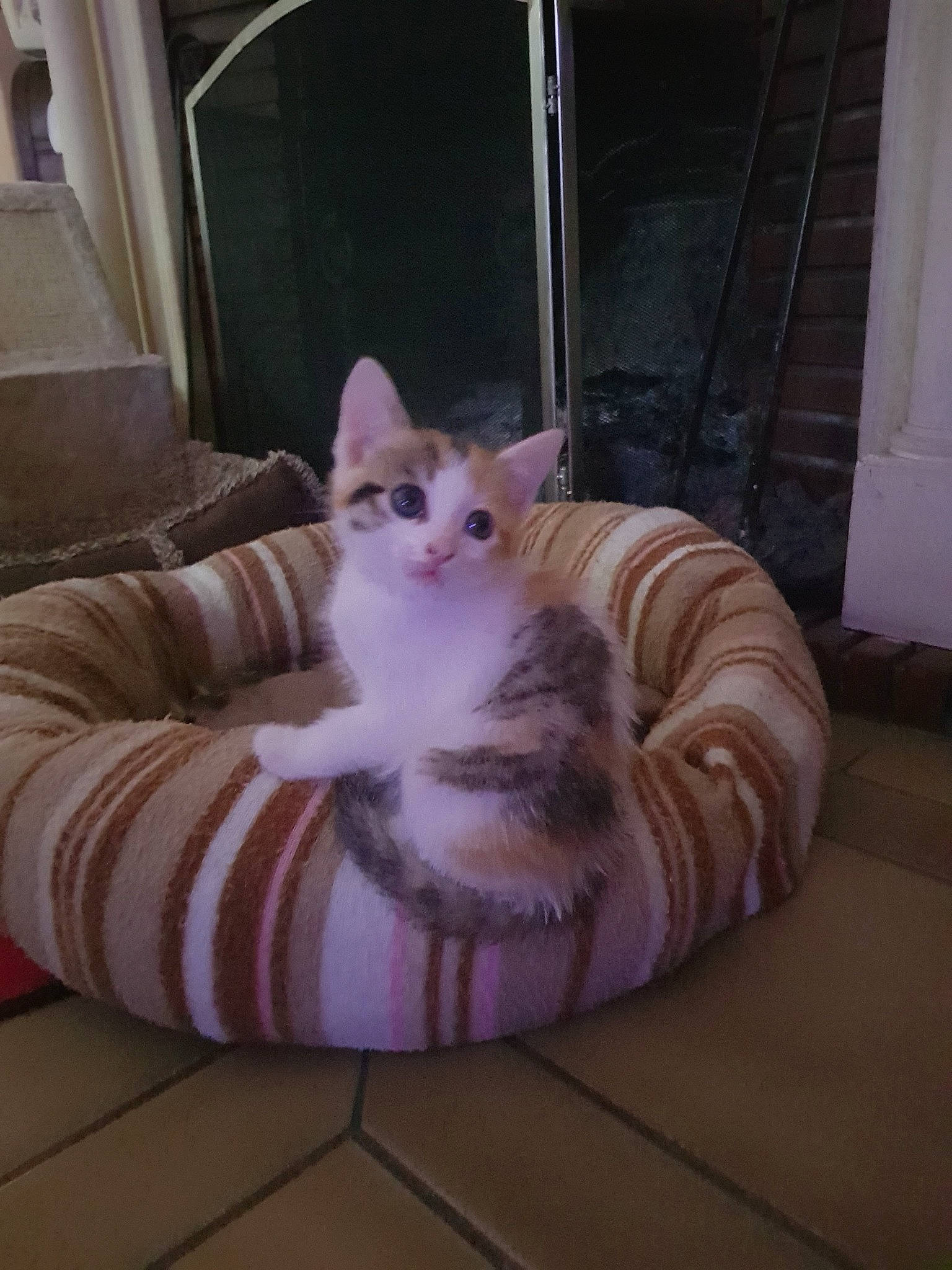 Praline a rejoint le concours — aidez-le/la à gagner de superbes lots ! aegean_cat, asian, carnivore, cat, colorpoint_shorthair, domestic_short_haired_cat, european_shorthair, felidae, fur, kitten, mammal, munchkin, small_to_medium_sized_cats, tail, turkish_angora, turkish_van, whiskers