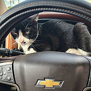 Mister joined the competition — help win amazing prizes! cat, black_and_white, car_interior, steering_wheel, chevrolet_logo, dashboard, animal, pet, whiskers, window, sky, clouds, leather, stitching, car_controls, daylight, curious, feline, closeup, vehicle