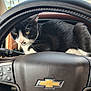 cat, black_and_white, car_interior, steering_wheel, chevrolet_logo, dashboard, animal, pet, whiskers, window, sky, clouds, leather, stitching, car_controls, daylight, curious, feline, closeup, vehicle