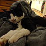 Mister is registered to the contest to win money with this photo: cat, black_and_white, sleeping, cozy, blanket, indoor, pet, fur, whiskers, paws, close_up, relaxation, domestic, animal, mammal, cute, resting, home, soft, comfort
