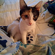 Chole is registered to the contest to win money with this photo: animal, bed, blanket, calico, cat, comfort, cozy, curious, cute, domestic, ears, eyes, feline, fur, indoor, pet, rest, soft, whiskers, young