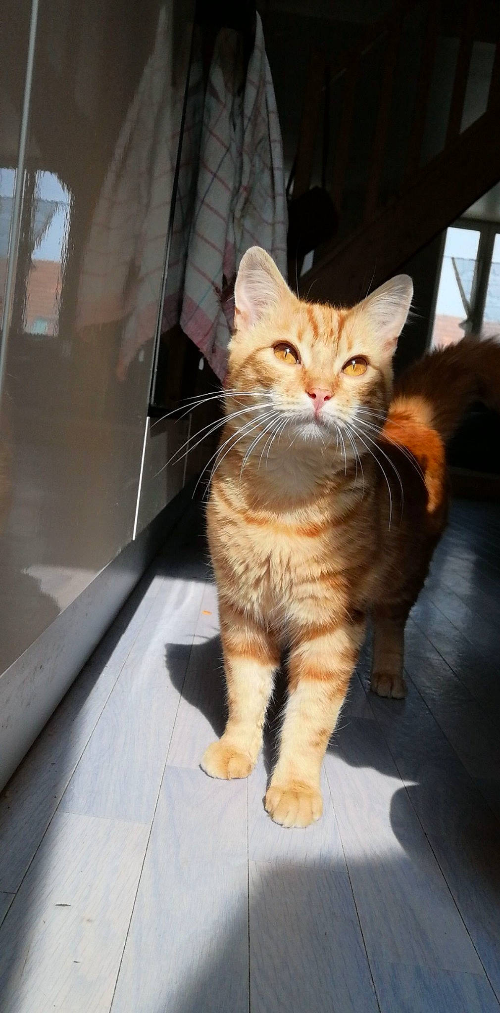 Patoune participe au concours pour gagner de l'argent avec cette photo : aegean_cat, american_shorthair, asian, carnivore, cat, domestic_short_haired_cat, dragon_li, european_shorthair, fawn, felidae, fur, kitten, kurilian_bobtail, mammal, polydactyl_cat, small_to_medium_sized_cats, tabby_cat, tail, vertebrate, whiskers