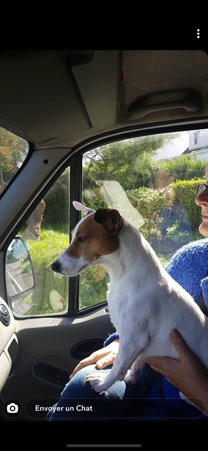 Moogly a rejoint le concours — aidez-le/la à gagner de superbes lots ! automotive_exterior, automotive_mirror, car, carnivore, companion_dog, dog, dog_breed, fawn, hat, mirror, motor_vehicle, plant, sighthound, snout, steering_wheel, sunglasses, vehicle, vehicle_door, white, window