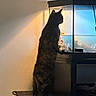 Zuki is registered to the contest to win money with this photo: animal, aquarium, cat, curious, feline, fish_tank, glass, hind_legs, home, indoor, light, observation, pet, quiet, shadow, silhouette, standing, still_life, tank, warm_light