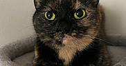 Zuki joined the competition — help win amazing prizes! cat, tortoiseshell, green_eyes, pet, indoor, feline, fur, cute, animal, resting, cat_tree, plush, paw, portrait, whiskers, ears, closeup, domestic, curious, relaxed