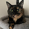 cat, tortoiseshell, green_eyes, pet, indoor, feline, fur, cute, animal, resting, cat_tree, plush, paw, portrait, whiskers, ears, closeup, domestic, curious, relaxed