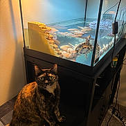 Zuki joined the competition — help win amazing prizes! cat, tortoiseshell_cat, aquarium, turtle, water, fish_tank, rocks, chair, indoor, pet, animal, curious, wide_eyes, lighting, shadow, cabinet, cords, carpet, tank, glass
