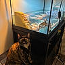 cat, tortoiseshell_cat, aquarium, turtle, water, fish_tank, rocks, chair, indoor, pet, animal, curious, wide_eyes, lighting, shadow, cabinet, cords, carpet, tank, glass