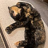 cat, tortoiseshell_cat, sleeping, curled_up, indoor, couch, furniture, cozy, relaxed, pet, fur, paw, resting, animal, mammal, whiskers, close_up, texture, beige, soft_light
