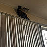 animal, cat, ceiling, curtain, domestic_animal, feline, home_interior, indoor, light, narrow_ledge, perched, pet, quiet, resting, shadow, still_life, tortoiseshell, vertical_blinds, wall, window