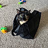 Zuki is registered to the contest to win money with this photo: alert, animal, black_bag, carpet, cat, cat_toys, cozy, curious, cute, domestic, feline, green_feather, hiding_spot, indoor, orange_toy, pet, playful, small, tortoiseshell, wide_eyes