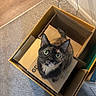 cat, tortoiseshell_cat, cardboard_box, indoor, carpet, pet_food, curious, looking_up, animal, feline, domestic_cat, whiskers, ears, green_eyes, pet, home, floor, container, box, cozy