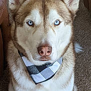 Jack joined the competition — help win amazing prizes! dog, siberian_husky, blue_eyes, bandana, pet, indoor, carpet, portrait, canine, fur, animal, close_up, face, ears, nose, sitting, domestic_animal, mammal, looking_at_camera, brown