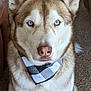 dog, siberian_husky, blue_eyes, bandana, pet, indoor, carpet, portrait, canine, fur, animal, close_up, face, ears, nose, sitting, domestic_animal, mammal, looking_at_camera, brown