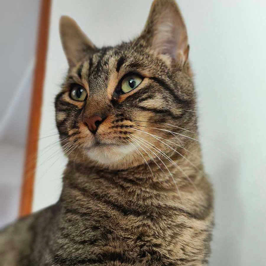 Shadow participe au concours pour gagner de l'argent avec cette photo : alert, animal, calm, cat, closeup, cute, domestic, ears, eyes, feline, fur, indoor, looking_away, mammal, pet, portrait, soft_light, striped, tabby, whiskers