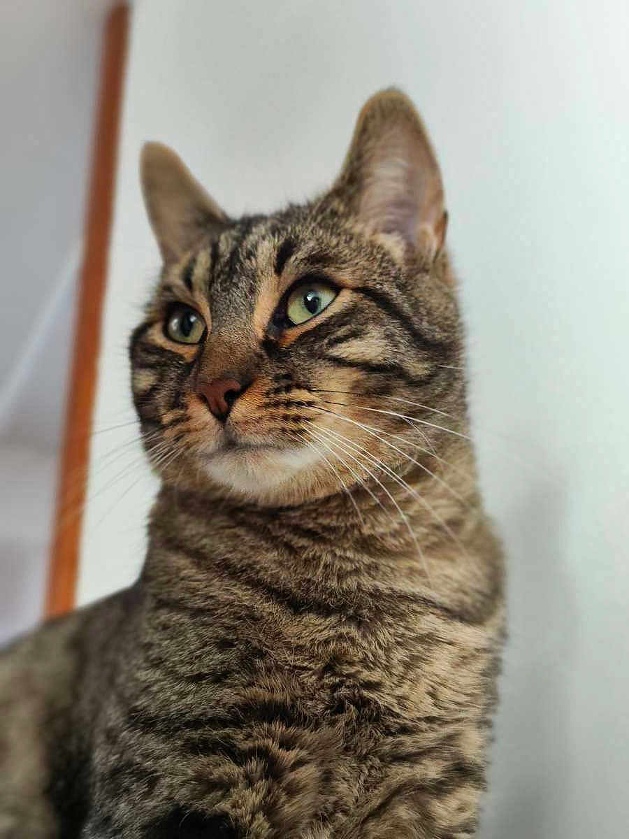 Shadow participe au concours pour gagner de l'argent avec cette photo : cat, tabby, feline, pet, animal, whiskers, ears, eyes, fur, portrait, closeup, indoor, domestic, cute, mammal, looking_away, soft_light, striped, calm, alert