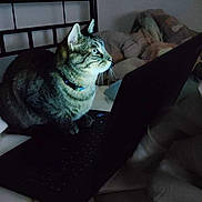 Shadow a rejoint le concours — aidez-le/la à gagner de superbes lots ! cat, tabby, laptop, bedroom, bed, blanket, computer, indoor, pet, animal, feline, keyboard, collar, technology, home, curious, focused, screen_light, resting, quiet