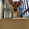 Buffy is registered to the contest to win money with this photo: puppy, dog, pet, outdoor, sky, clouds, concrete, railing, house, curious, ears, harness, brown_fur, black_nose, daylight, closeup, front_view, stairs, animal, young