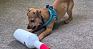 Buffy joined the competition — help win amazing prizes! animal, blue_baseboard, blue_harness, bottle, brown_dog, carpet, chewing, curious, cute, dog, domestic_animal, floor, indoor, pet, playful, puppy, small_dog, toy, yellow_wall, young_dog