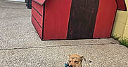 Buffy is registered to the contest to win money with this photo: dog, doghouse, red, blue_harness, concrete, outdoor, leash, small_dog, tan_dog, closed_eyes, building_wall, gray_wall, yellow_wall, door_painting, pet, sitting, sidewalk, animal, house, quiet