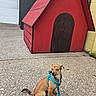 dog, doghouse, red, blue_harness, concrete, outdoor, leash, small_dog, tan_dog, closed_eyes, building_wall, gray_wall, yellow_wall, door_painting, pet, sitting, sidewalk, animal, house, quiet
