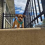 Buffy joined the competition — help win amazing prizes! puppy, dog, small_dog, harness, concrete, step, outdoor, blue_sky, clouds, black_railings, house, playful, licking_nose, sunny, daytime, pet, animal, young_dog, curious, cute