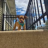 puppy, dog, small_dog, harness, concrete, step, outdoor, blue_sky, clouds, black_railings, house, playful, licking_nose, sunny, daytime, pet, animal, young_dog, curious, cute