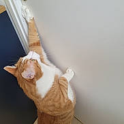 Léon participe au concours pour gagner de l'argent avec cette photo : cat, orange_cat, white_cat, door, door_handle, stretching, indoor, curious, pet, animal, feline, floor_tiles, wall, paw, whiskers, ears, tail, side_view, domestic_cat, household