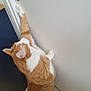 cat, orange_cat, white_cat, door, door_handle, stretching, indoor, curious, pet, animal, feline, floor_tiles, wall, paw, whiskers, ears, tail, side_view, domestic_cat, household