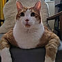 Léon participe au concours pour gagner de l'argent avec cette photo : cat, orange_cat, white_cat, pet, animal, feline, indoor, chair, furniture, paws, fur, whiskers, ears, curious, relaxed, cozy, blanket, window, home, portrait