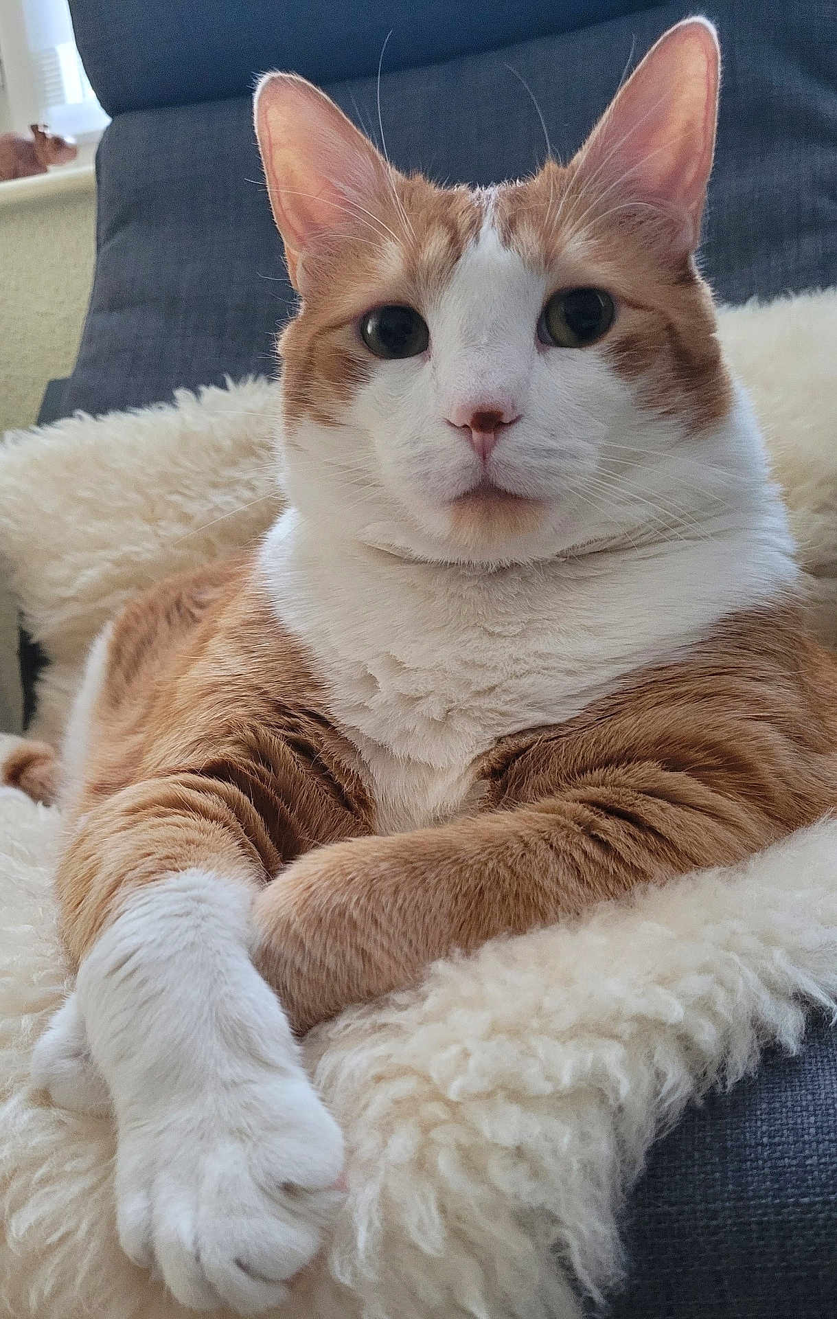 Léon a rejoint le concours — aidez-le/la à gagner de superbes lots ! cat, orange_cat, white_cat, pet, feline, fluffy, fur, paw, relaxed, indoor, chair, blanket, cozy, closeup, portrait, animal, domestic_cat, whiskers, cute, sitting