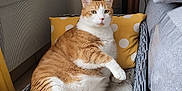 Léon participe au concours pour gagner de l'argent avec cette photo : cat, orange_cat, white_cat, pet, indoor, basket, blanket, pillow, furniture, sofa, table, decor, cozy, relaxed, animal, mammal, home, resting, cute, domestic_cat