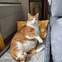 cat, orange_cat, white_cat, pet, indoor, basket, blanket, pillow, furniture, sofa, table, decor, cozy, relaxed, animal, mammal, home, resting, cute, domestic_cat