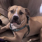 Deuce joined the competition — help win amazing prizes! dog, tan_dog, harness, indoor, floor, wooden_floor, couch, brown_couch, pet, animal, canine, relaxed, lying_down, looking_at_camera, domestic, household, companion, cute, friendly, medium_sized_dog