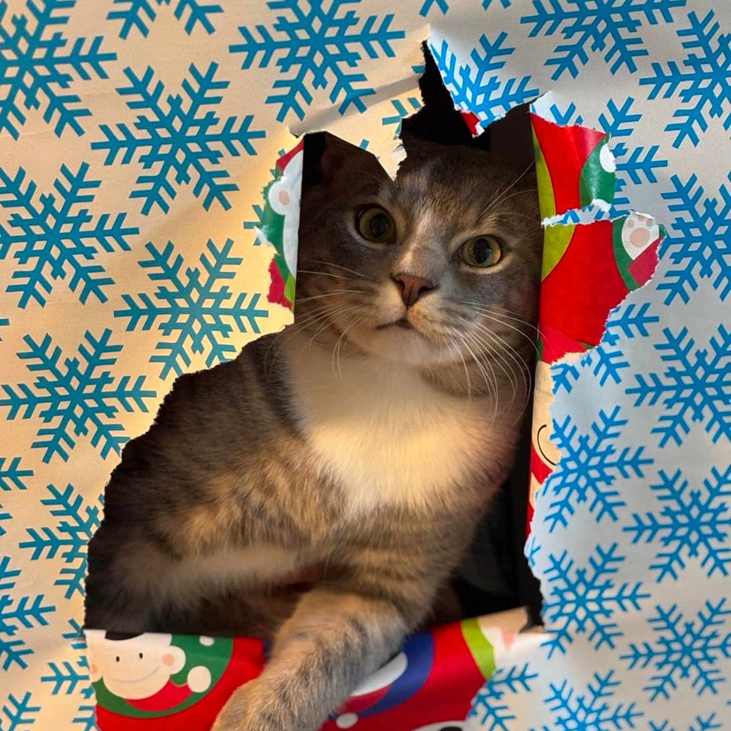 George joined the competition — help win amazing prizes! abyssinian, angora, animal, blanket, cat, christmas, christmasdecorations, clothing, face, festival, gift, head, hosiery, kitten, manx, person, pet, photography, portrait, quilt