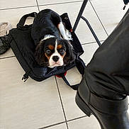 Vitaa participe au concours pour gagner de l'argent avec cette photo : dog, puppy, cavalier_king_charles, tricolor_coat, backpack, tile_floor, boot, chair_leg, indoor, pet, lying_on_backpack, looking_at_camera, big_eyes, black_fur, white_markings, bag_strap, tiling, shoe, candid, companionship