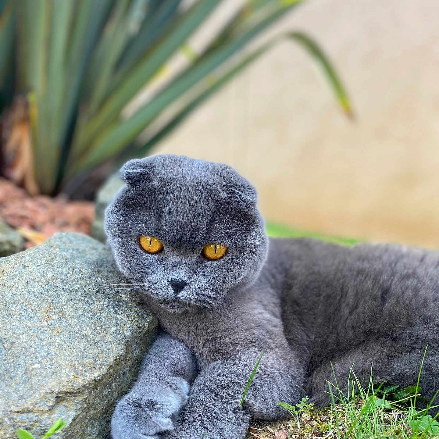 Nougat participe au concours pour gagner de l'argent avec cette photo : abyssinian, alloywheel, angora, animal, blackcat, car, carwheel, cat, grass, kitten, leaf, machine, manx, pet, plant, pottedplant, rock, slate, soil, spoke