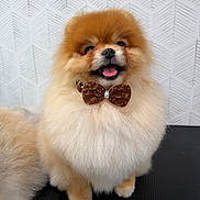 Leo joined the competition — help win amazing prizes! dog, pomeranian, puppy, small_dog, fluffy, long_hair, brown_and_white, sitting, bow_tie, collar, tongue_out, open_mouth, happy, cute, portrait, pet, grooming_table, indoor, patterned_background, studio_lighting