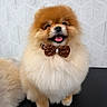 dog, pomeranian, puppy, small_dog, fluffy, long_hair, brown_and_white, sitting, bow_tie, collar, tongue_out, open_mouth, happy, cute, portrait, pet, grooming_table, indoor, patterned_background, studio_lighting